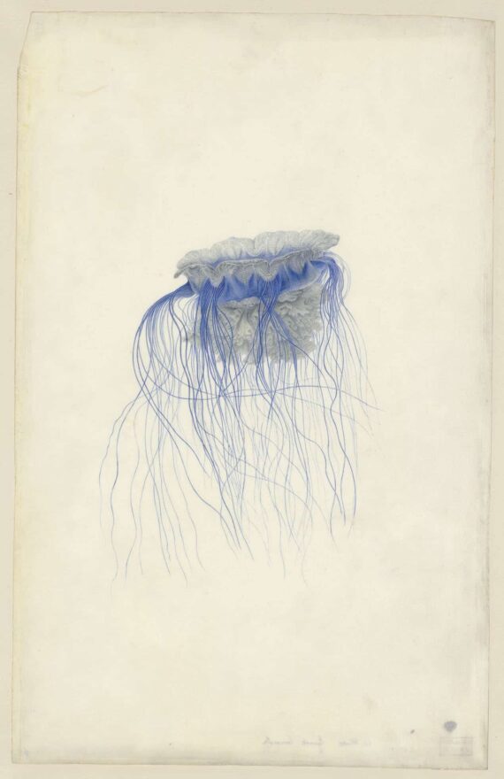 Cyanea Lamarcki, Aquarelle sur vélin, Muséum du Havre