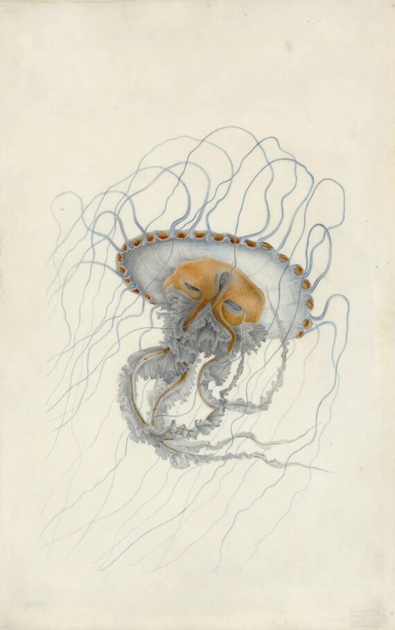 Chrysoara Lesueur, Aquarelle et crayon sur vélin, Muséum du Havre