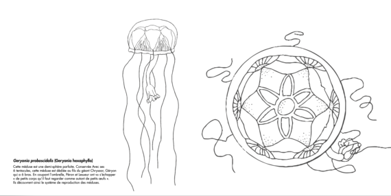 Meduse - jellyfish coloriage watercolor