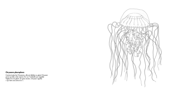 Meduse - jellyfish coloriage watercolor 3