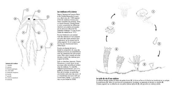 Meduse - jellyfish coloriage watercolor